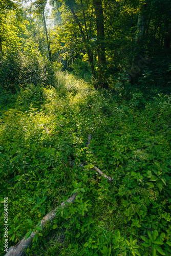 Foto Old fallen tree logs amidst green foliage on sunlit forest floor