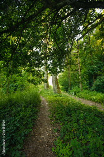 Obraz na płótnie Narrow forest path leading past large tree trunks surrounded by greenery
