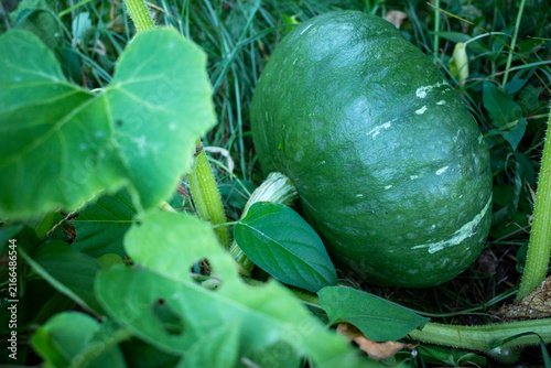 Green Kabocha Pumpkin Growing In A Home Vegetable Garden