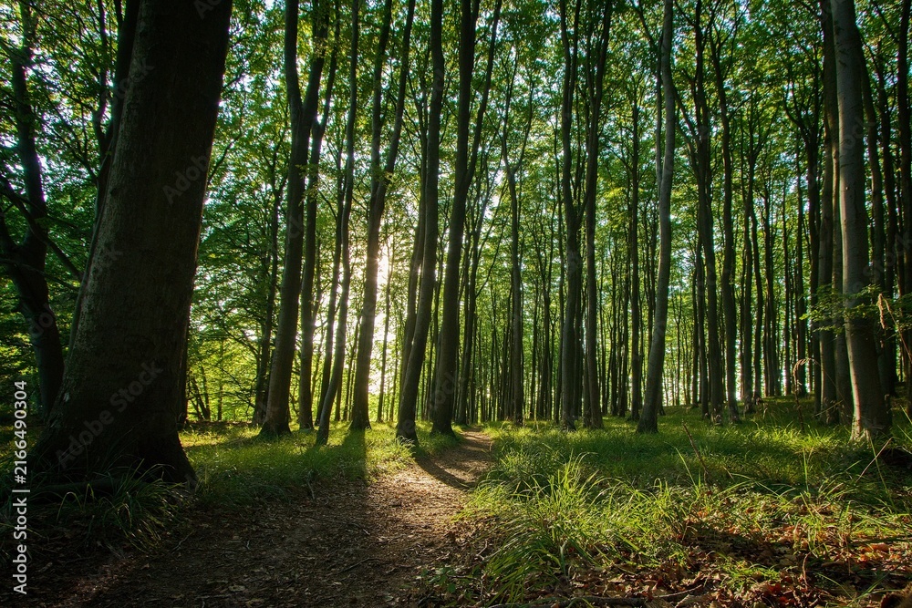 Obraz premium Ancient European beech forest in Jasmund National Park, Rügen Island, Germany. Sunlight shining through tall beech trees in a UNESCO World Heritage forest