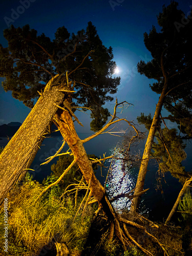 Canvastavla Evening etude with moonlit path on the water behind fallen trees