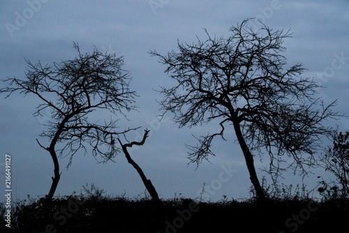 Evening etude with dark silhouettes of trees on dark blue sky background
