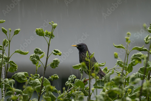 Starling perching on stems of green plants under rain, grain background