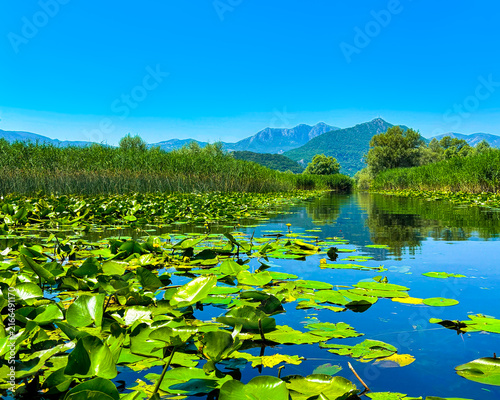 Landscape with green leaves of water lilies on lake and blue hills and sky in background