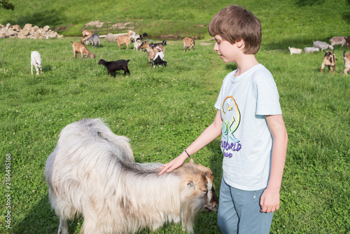 Принти на полотні A large group of goats feeds on fresh grass across a rolling pasture, showing traditional livestock breeding and free-range rural agriculture