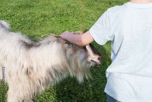 Foto A large group of goats feeds on fresh grass across a rolling pasture, showing traditional livestock breeding and free-range rural agriculture
