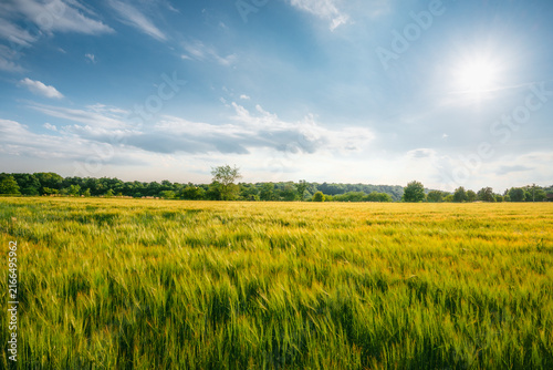 Obraz na plátně Wide view of vibrant green grain field under brilliant sun and blue sky with fluffy clouds