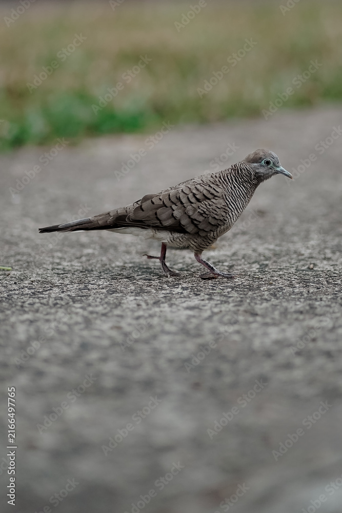 Obraz premium A wild Zebra Dove (Geopelia striata) captured mid-stride while walking on a textured concrete pavement. blurred green grass background.