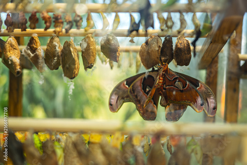 Cuadro en lienzo Giant butterfly emerges from chrysalis in a serene glass habitat filled with coc