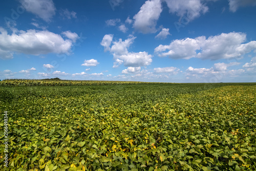 leaves of ripening field with soybeans, Glycine max under blue sky,