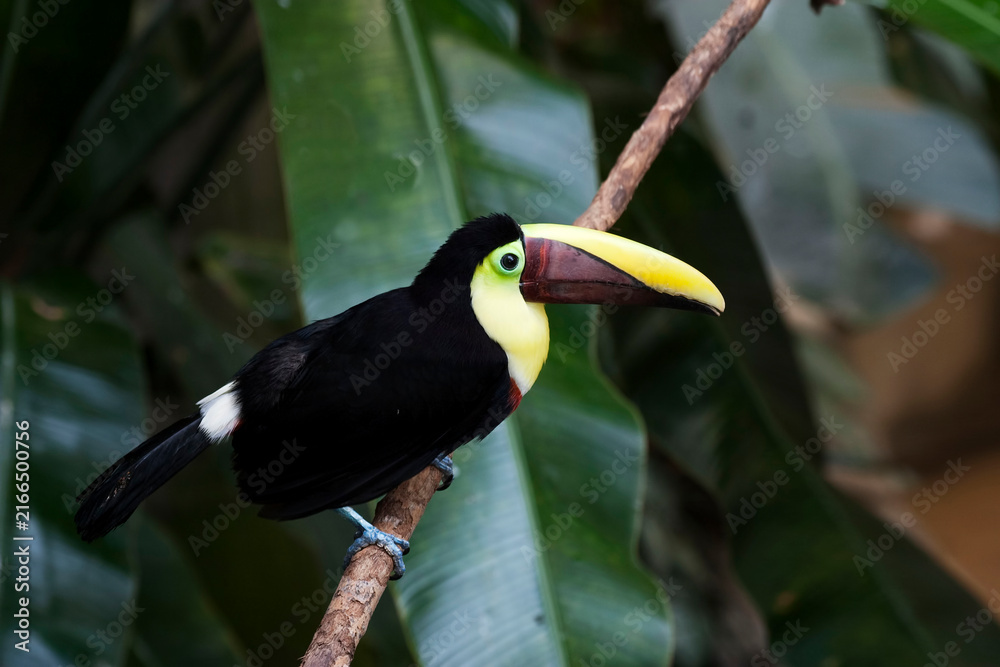 Naklejka premium Black-mandibled or Yellow-throated Toucan, Ramphastos ambiguus, close view