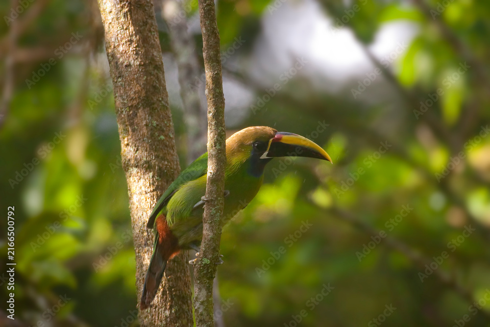 Naklejka premium Blue-throated Toucanet, Aulacorhynchus caeruleogularis, perched in forest
