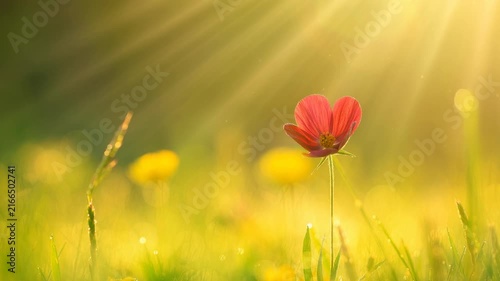 Red wildflower blooming in golden sunlight with green grass and yellow flowers in nature field