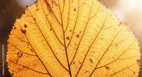 Close up of a single translucent yellow autumn leaf showing intricate vein patterns and textures.