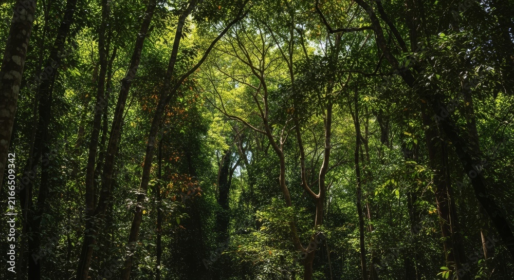 Obraz premium Dense vibrant green forest with sunlight filtering through tree canopy creating a mystical natural landscape.