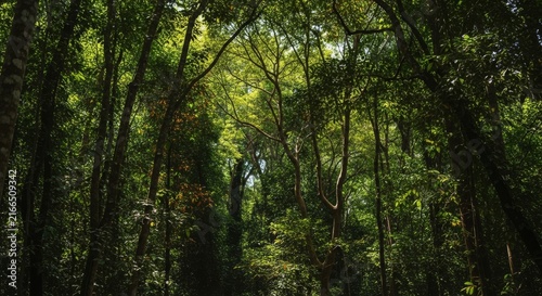 Dense vibrant green forest with sunlight filtering through tree canopy creating a mystical natural landscape.