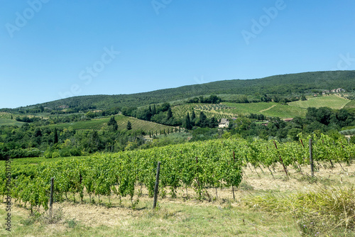 vineyard in the chianti region of tuscany italy sunny summer day no people