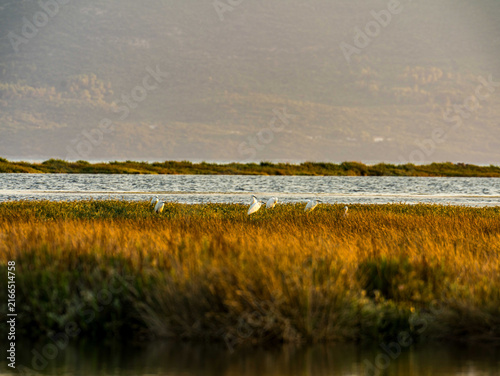 Birds in Neretva Delta wetland at golden hour