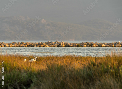 Birds in Neretva Delta wetland at golden hour