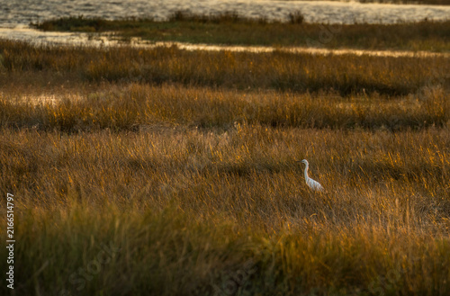 Birds in Neretva Delta wetland at golden hour