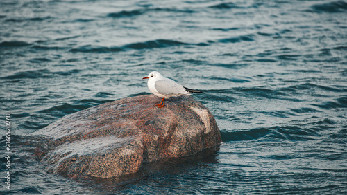 Quadro su tela Black-Headed Gull Resting on Granite Rock, Choppy Blue Sea