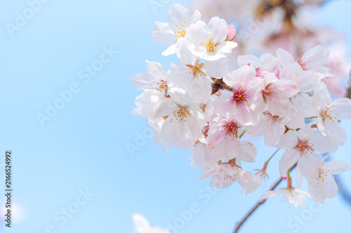 Obraz na płótnie 青空を背景に咲く可憐なサクラの花房/Delicate Cluster of Cherry Blossoms Against the Blue Sky