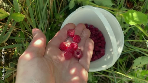 Hand holding fresh raspberries and placing them in white container from above