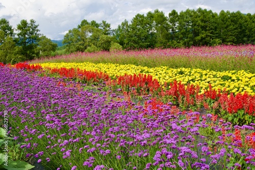 カラフルで広大な花畑