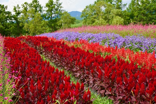 カラフルで広大な花畑
