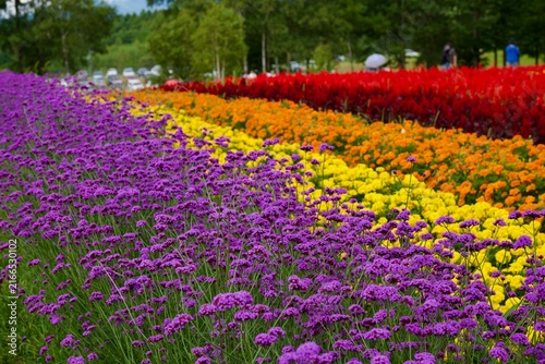 カラフルで広大な花畑