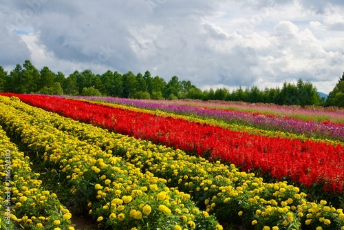 カラフルで広大な花畑