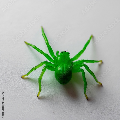 Close-up photo of a vibrant green spider on white surface