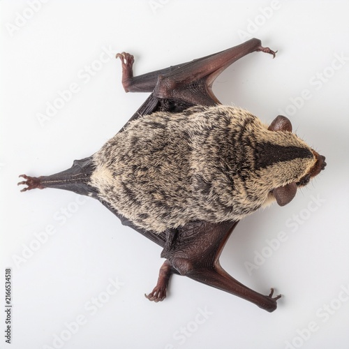 Top view of a stripped-backed bat isolated on a white b