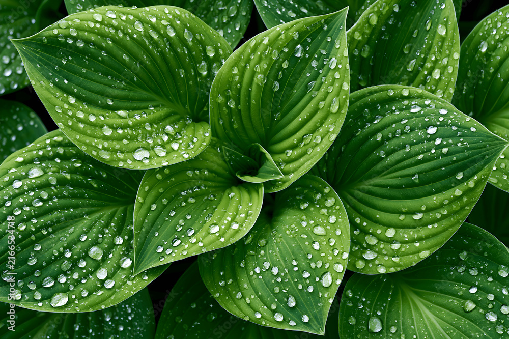 Obraz premium High Angle Close Up Macro Shot of Lush Green Hosta Plant Leaves Covered with Clear Fresh Raindrops Water Dew Droplets in Garden Nature