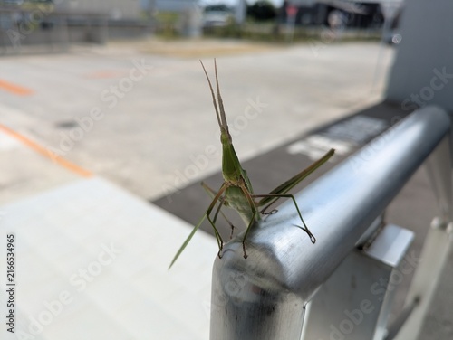 Oriental longheaded locust on a metal handrail / 金属製の手すりに止まるショウリョウバッタ