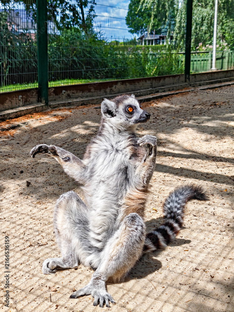 Naklejka premium Funny sitting lemur posing for pictures on sandy ground in full daylight with directional sunlight, gray and white fur, orange eyes, striped tail, and green fence background.