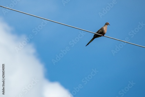 Dove