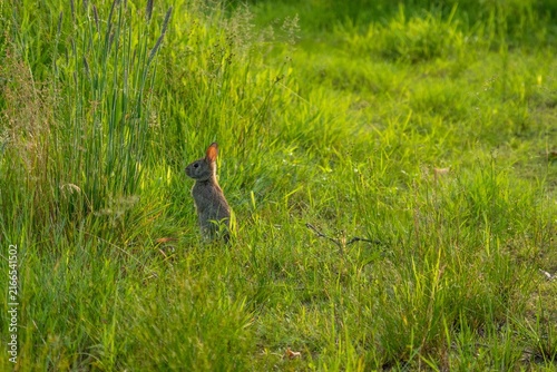 Rabbit