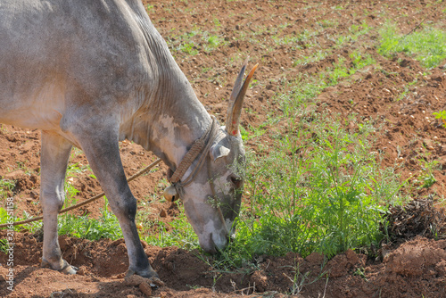 Indian Native breed cattle grazing
