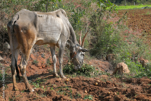 Indian Native breed cattle grazing