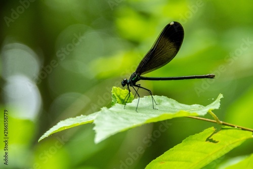 Damselfly