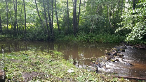 Fotografía Tranquil forest pond surrounded by lush greenery and trees