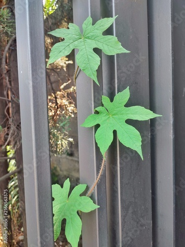 Green lobed leaves growing on a vine against a dark iron fence, showcasing natural foliage, plant texture, and outdoor garden growth.