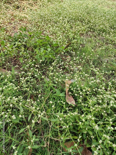 a ground cover of Alternanthera sessilis, commonly known as sessile joyweed or dwarf copperleaf
