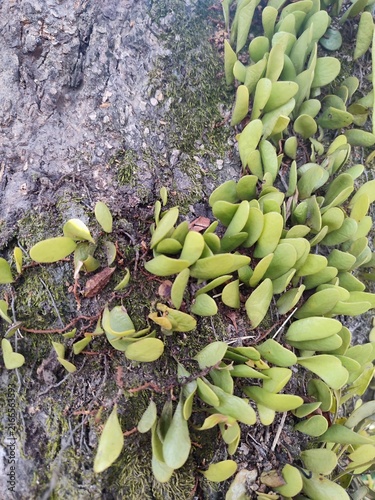 Dragon's Scale Fern (Pyrrosia piloselloides), a small epiphytic fern that crawls along tree bark