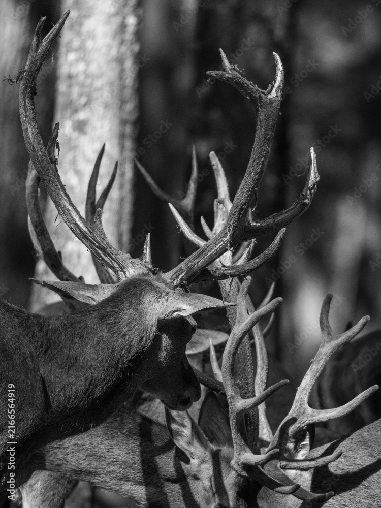 Fototapeta premium Crowned by the Forest