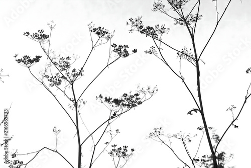 Elegant Botanical Line Art with Tropical Leaves and Flowers