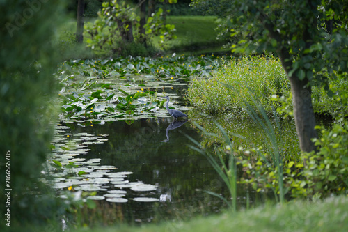 Grünanlage mit Graureiher im Teich