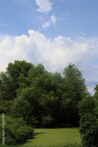 Green Pond Surrounded by Lush Tropical Trees and Blue Sky with Clouds