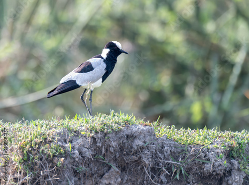 Принти на полотні Blacksmith lapwing on the bank of the Okavango - Cubango river, Botswana, Africa